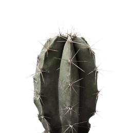 Beautiful cactus isolated on white. Color toned