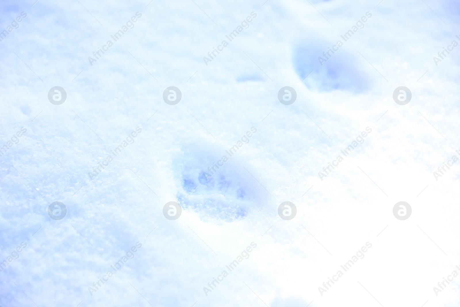 Photo of Crispy snow with animal's pawprints as background