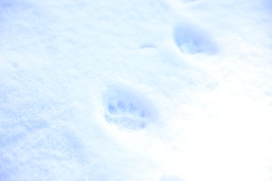 Photo of Crispy snow with animal's pawprints as background