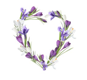 Image of Beautiful heart shaped composition made with tender crocus flowers on white background