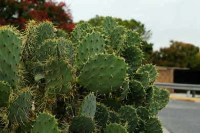 Photo of Beautiful prickly pear cactus growing on city street
