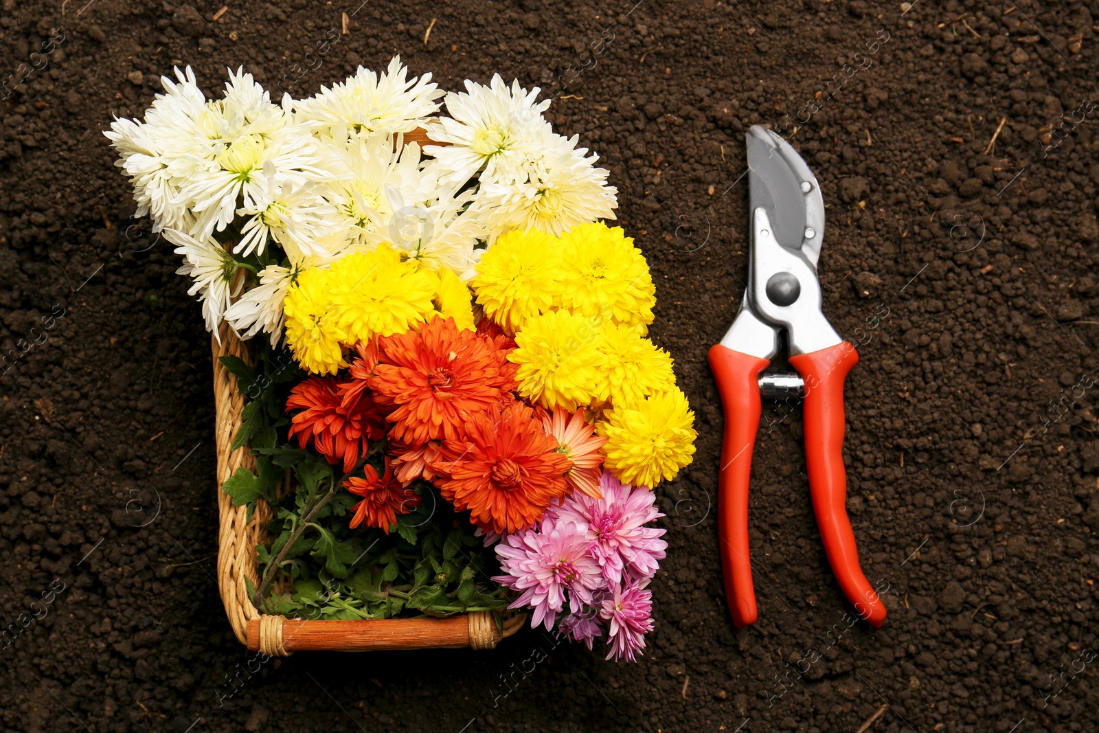 Photo of Flowers and pruner on fresh soil, flat lay. Gardening tool