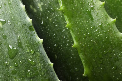 Photo of Fresh aloe vera leaves with water drops as background, top view