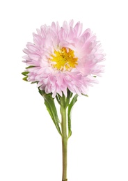 Photo of Beautiful pink aster flower on white background