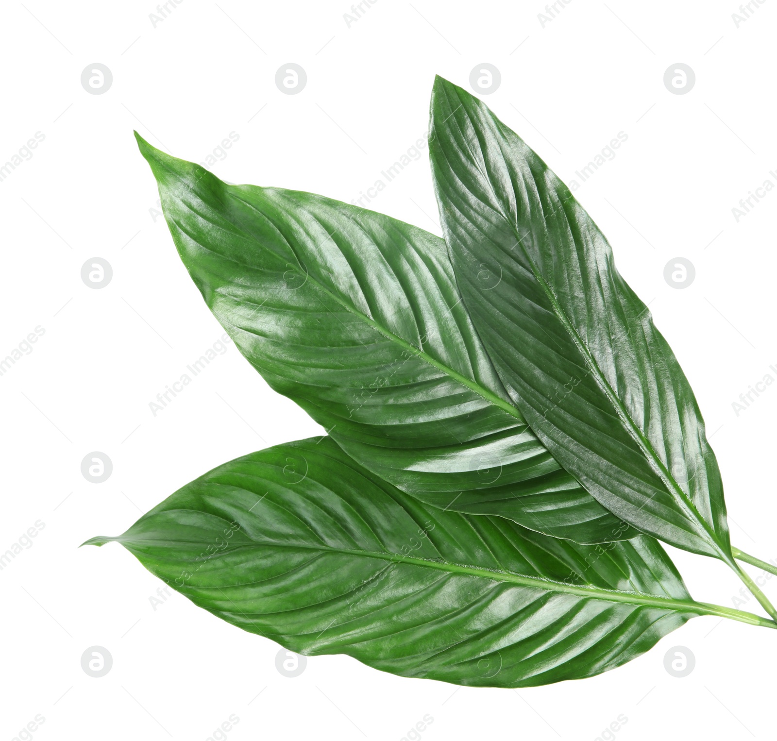 Photo of Beautiful tropical Spathiphyllum leaves on white background