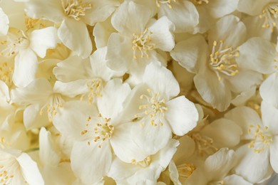 Photo of Beautiful white jasmine flowers as background, top view