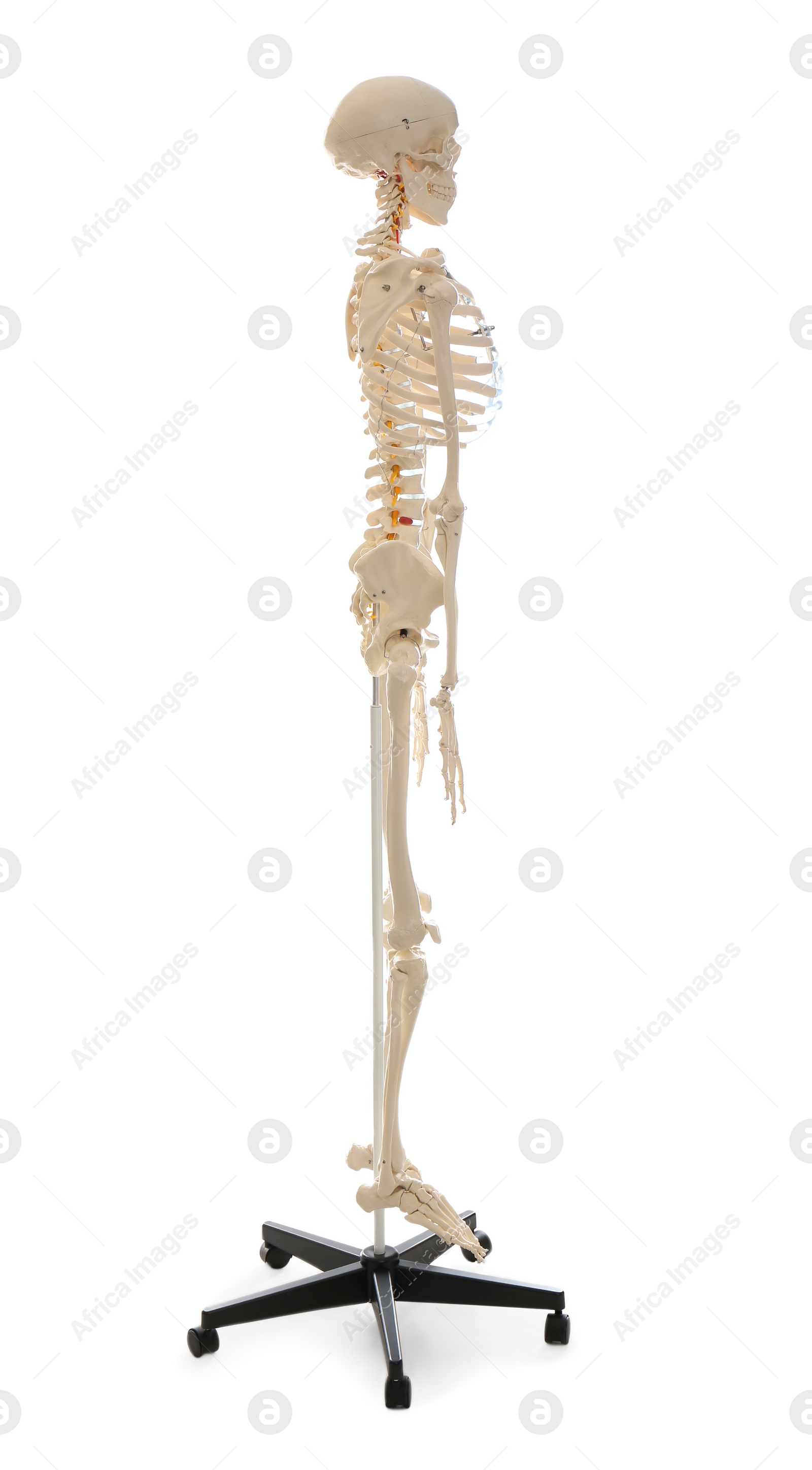 Photo of Artificial human skeleton model isolated on white