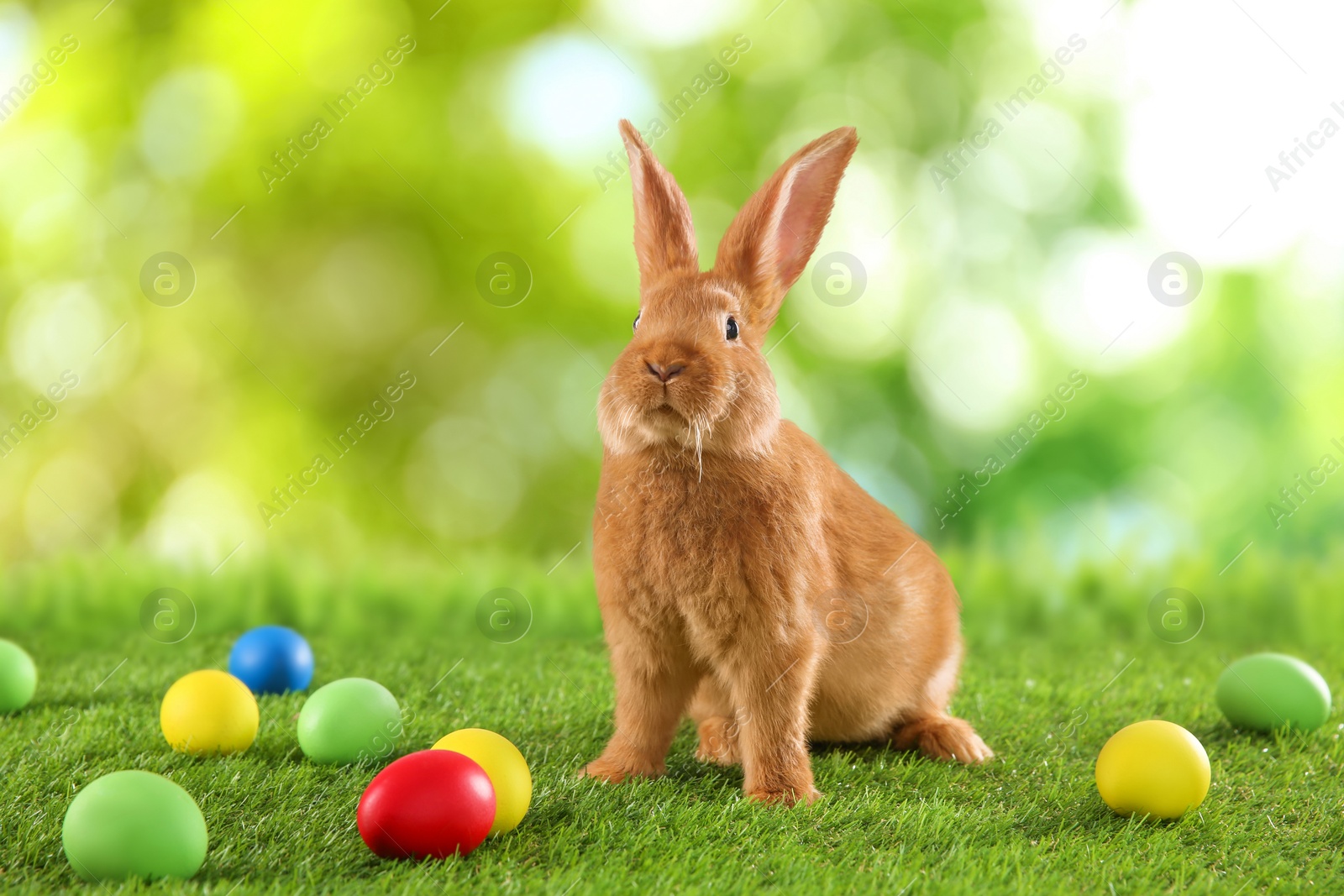 Image of Cute bunny and colorful Easter eggs on green grass outdoors