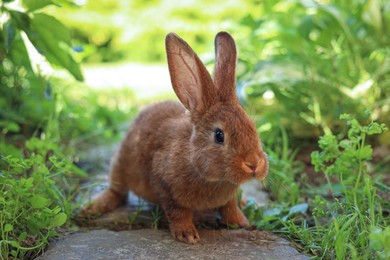 Photo of Cute fluffy rabbit on paved path in garden