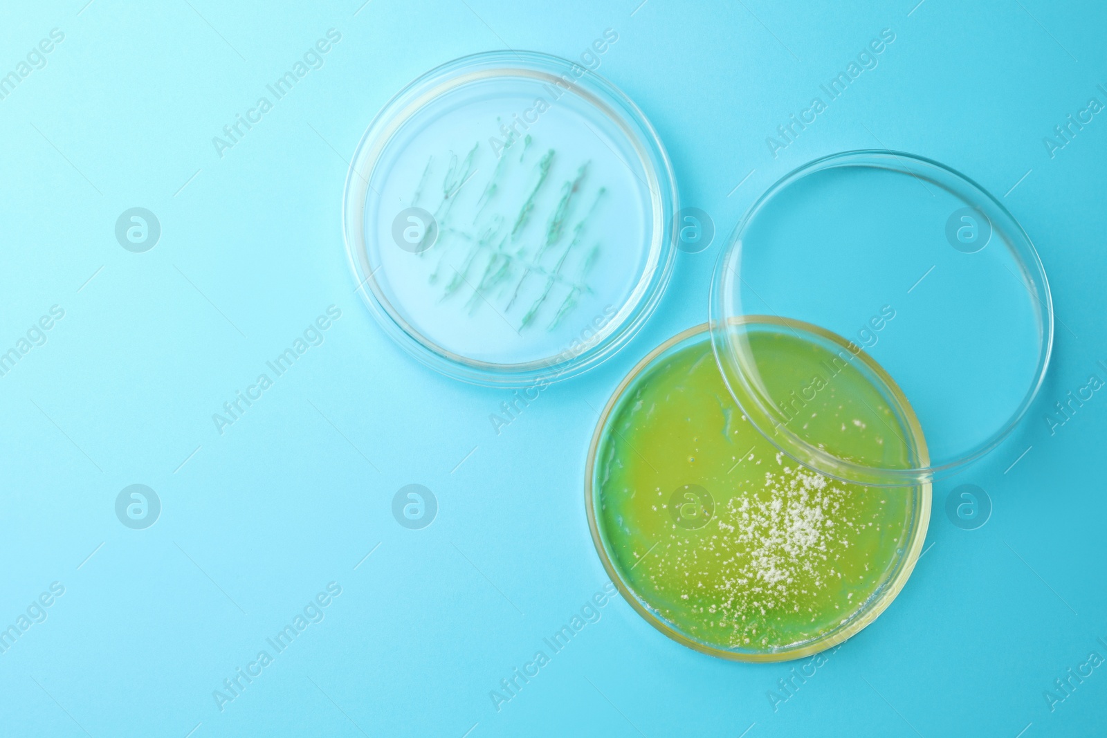 Photo of Petri dishes with different bacteria colonies on light blue background, flat lay. Space for text