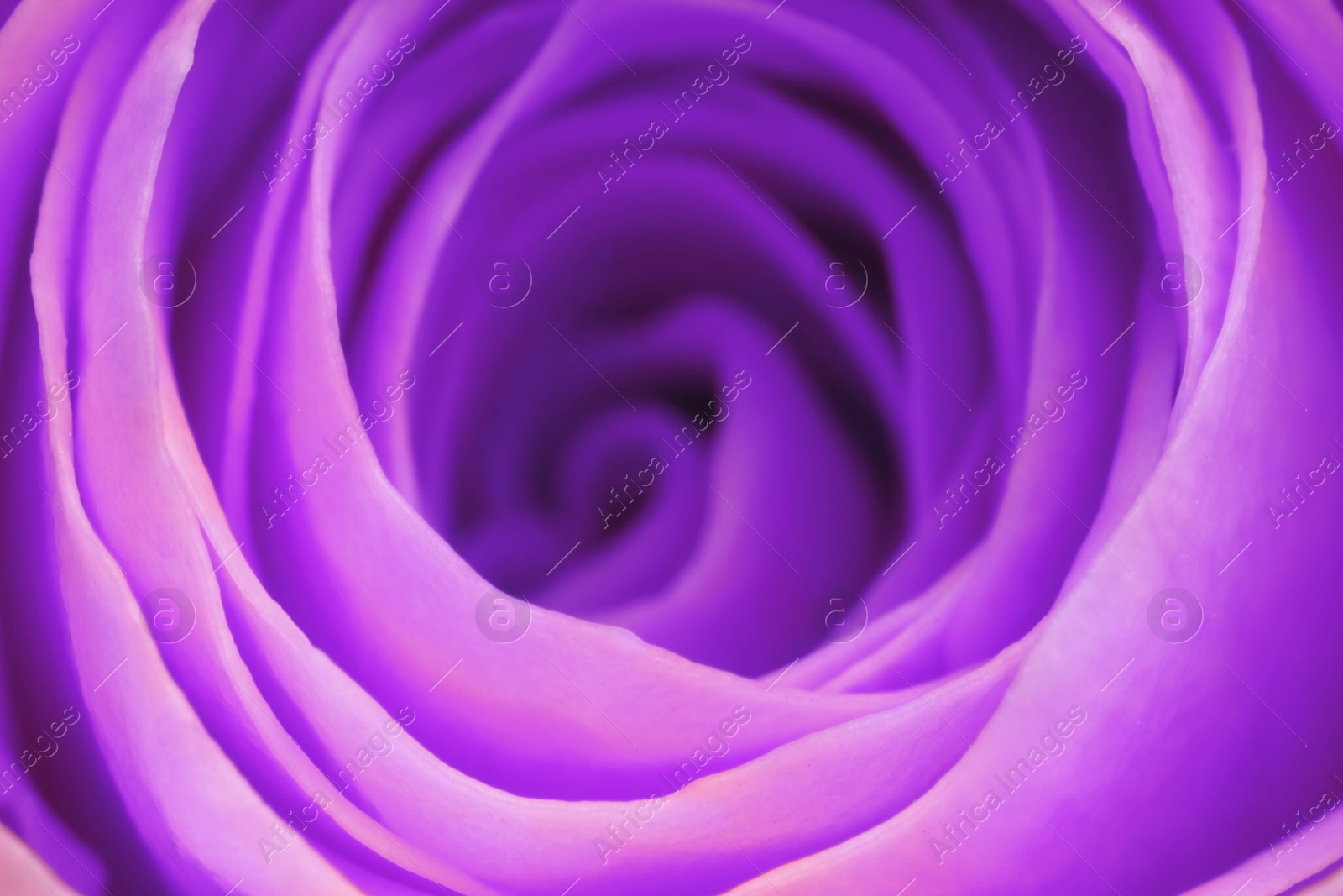 Image of Violet rose as background, closeup. Funeral attributes