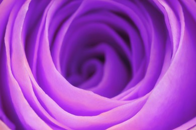 Violet rose as background, closeup. Funeral attributes