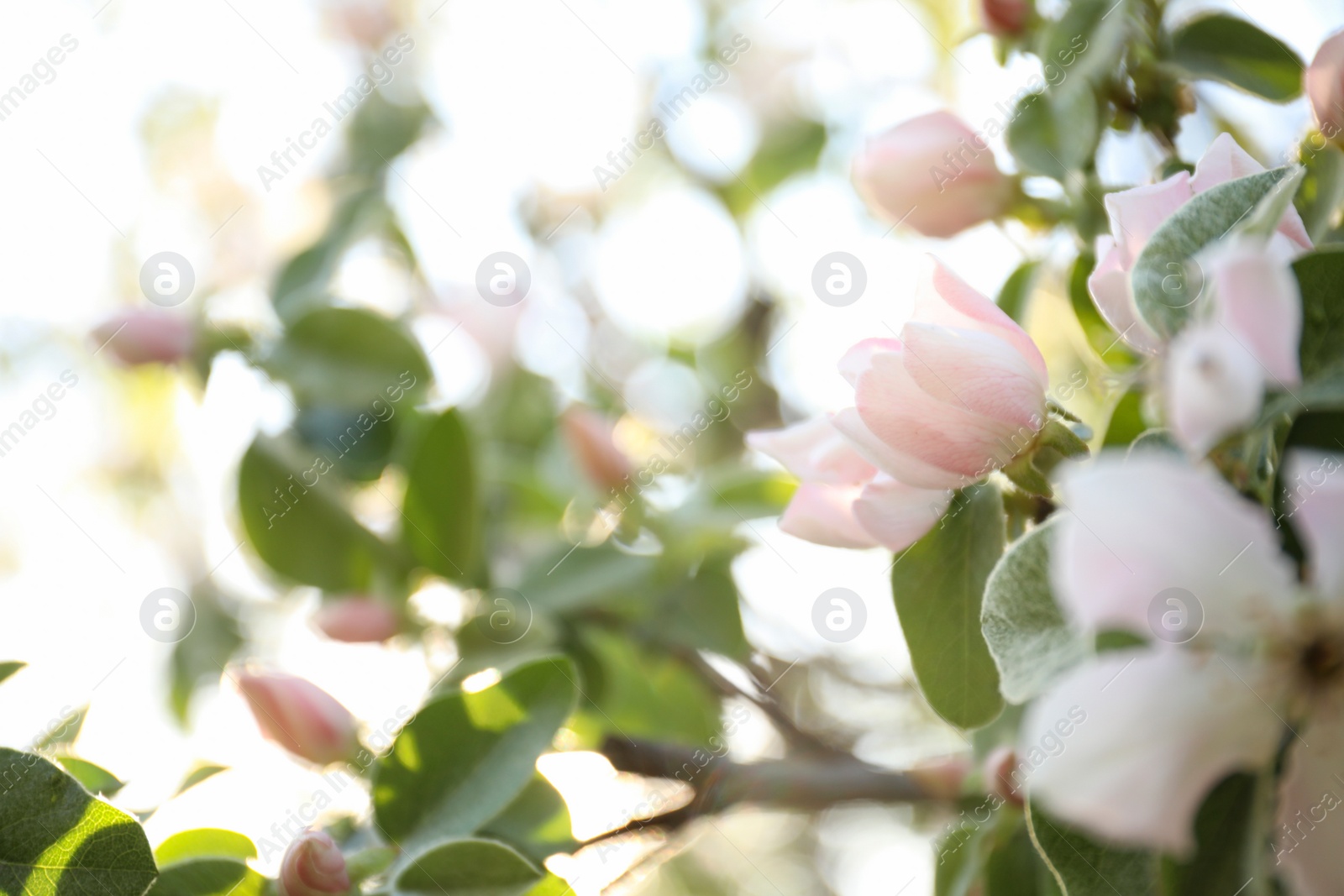 Photo of Closeup view of beautiful blossoming quince tree outdoors on spring day