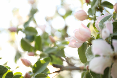 Closeup view of beautiful blossoming quince tree outdoors on spring day