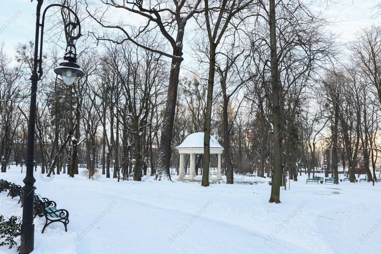 Photo of Benches, trees and street lamp in snowy park