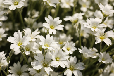 Photo of Closeup view of beautiful white meadowfoam field