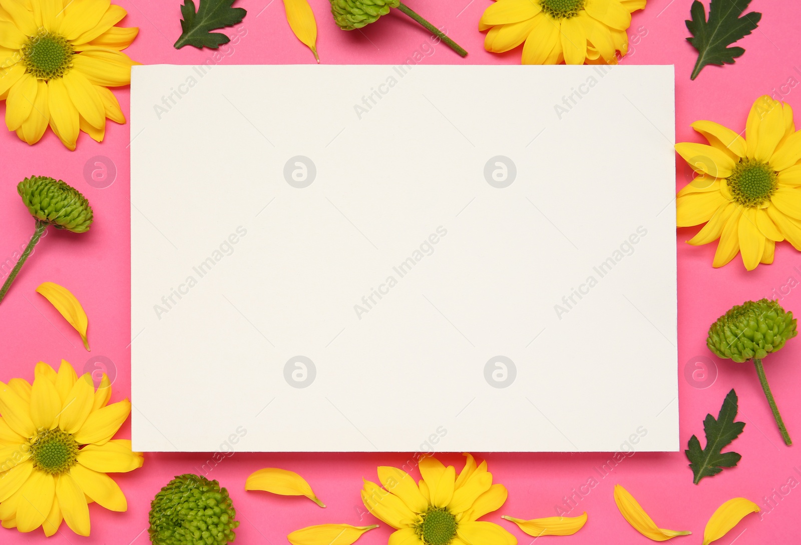 Photo of Beautiful chrysanthemums and blank card on pink background, flat lay. Space for text