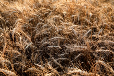 Golden ripe wheat spikelets growing in field