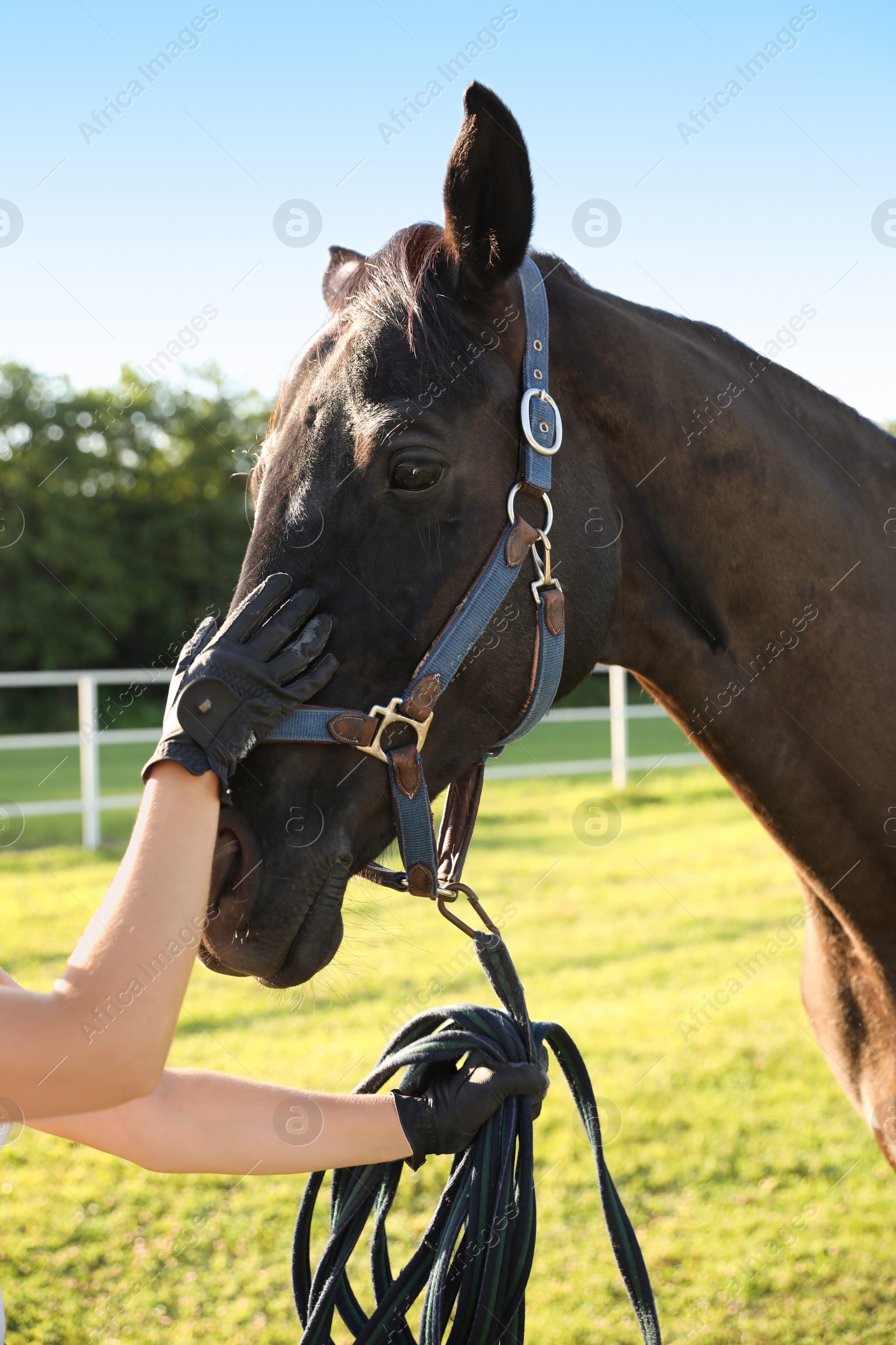 Photo of Young woman with horse outdoors on sunny day, closeup. Beautiful pet