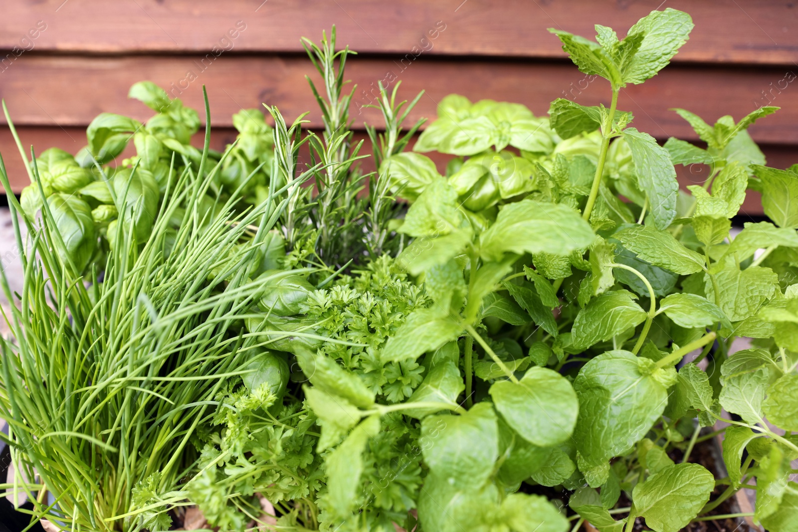 Photo of Different aromatic potted herbs on wooden background, closeup