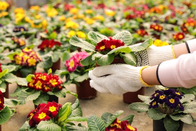 Young woman taking care of blooming flowers, closeup view with space for text. Home gardening