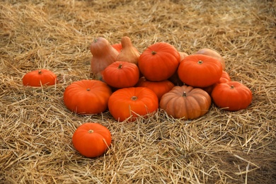 Ripe orange pumpkins among straw in field