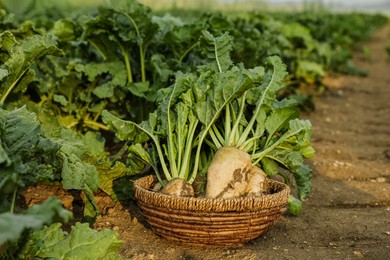 Photo of Wicker basket with fresh white beets in field