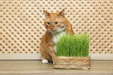 Photo of Cute ginger cat near potted green grass on wooden table