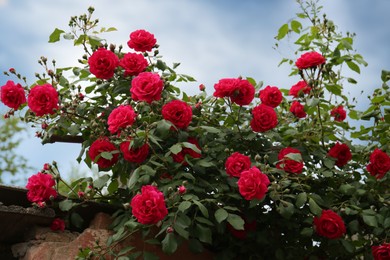 Beautiful blooming rose bush near old building outdoors