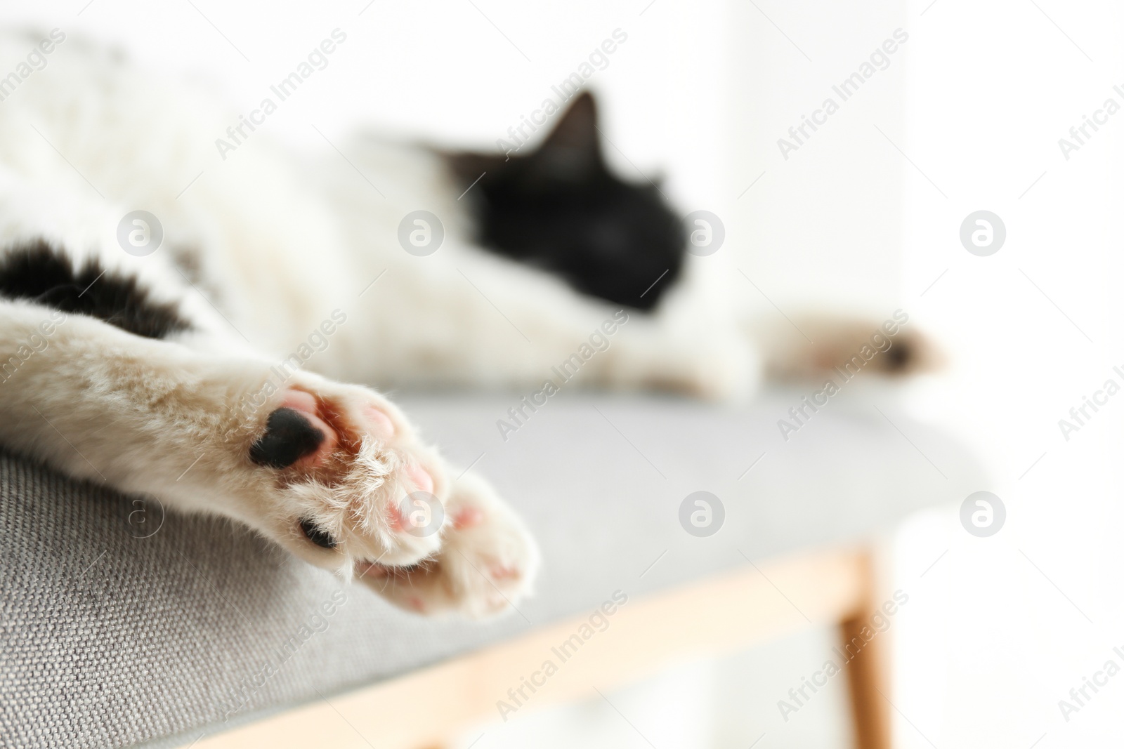 Photo of Cute cat relaxing on bench, closeup. Lovely pet