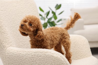 Photo of Cute Maltipoo dog on comfortable armchair at home. Lovely pet