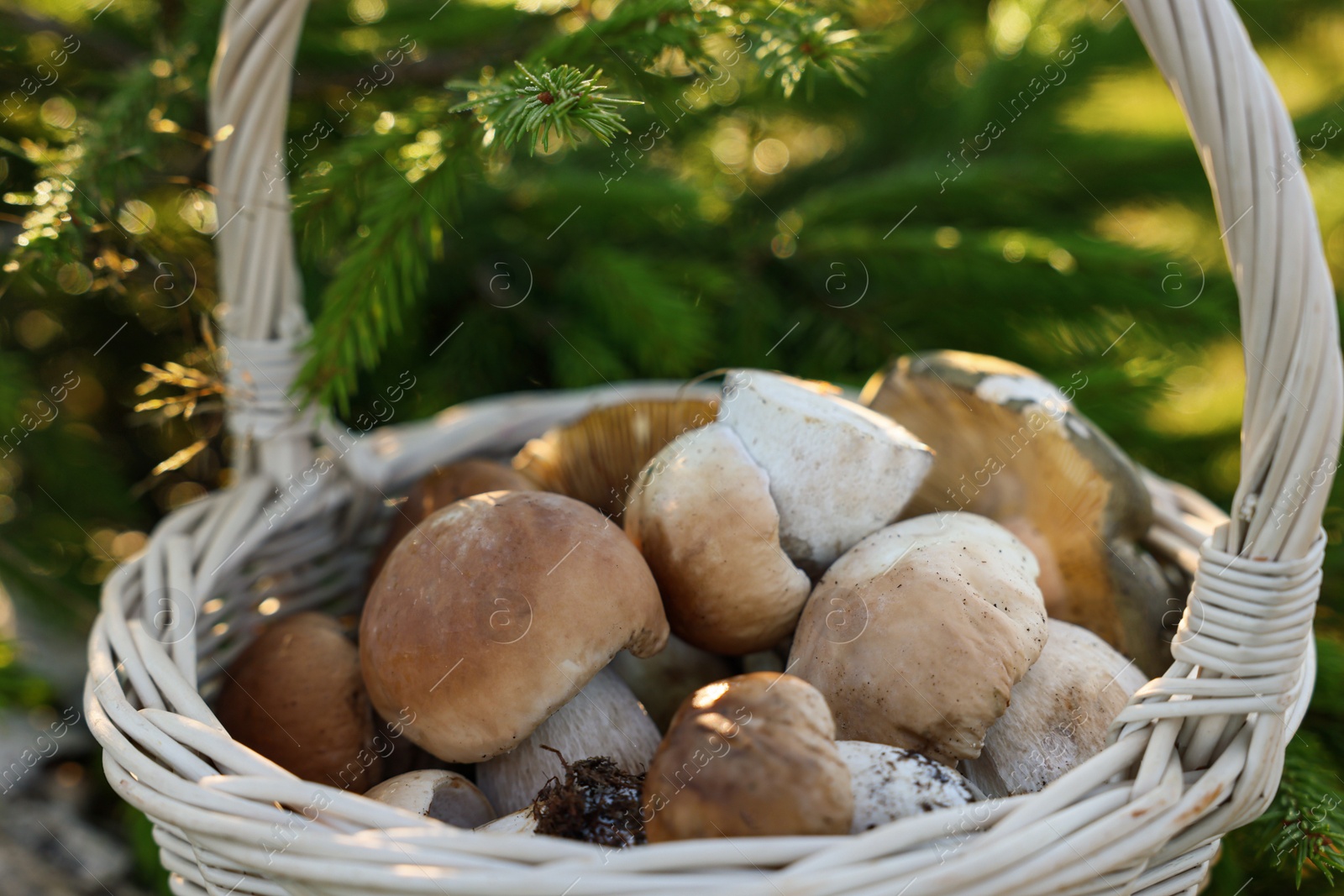 Photo of Basket full of fresh mushrooms outdoors, closeup