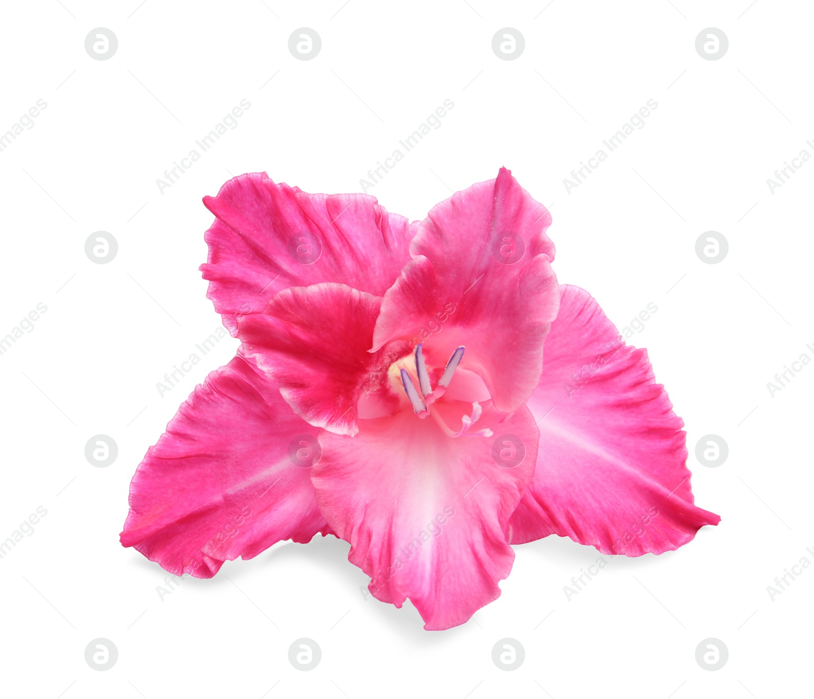 Photo of Beautiful gladiolus flower on white background