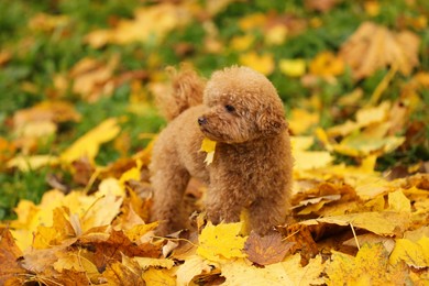 Cute Maltipoo dog in beautiful autumn park