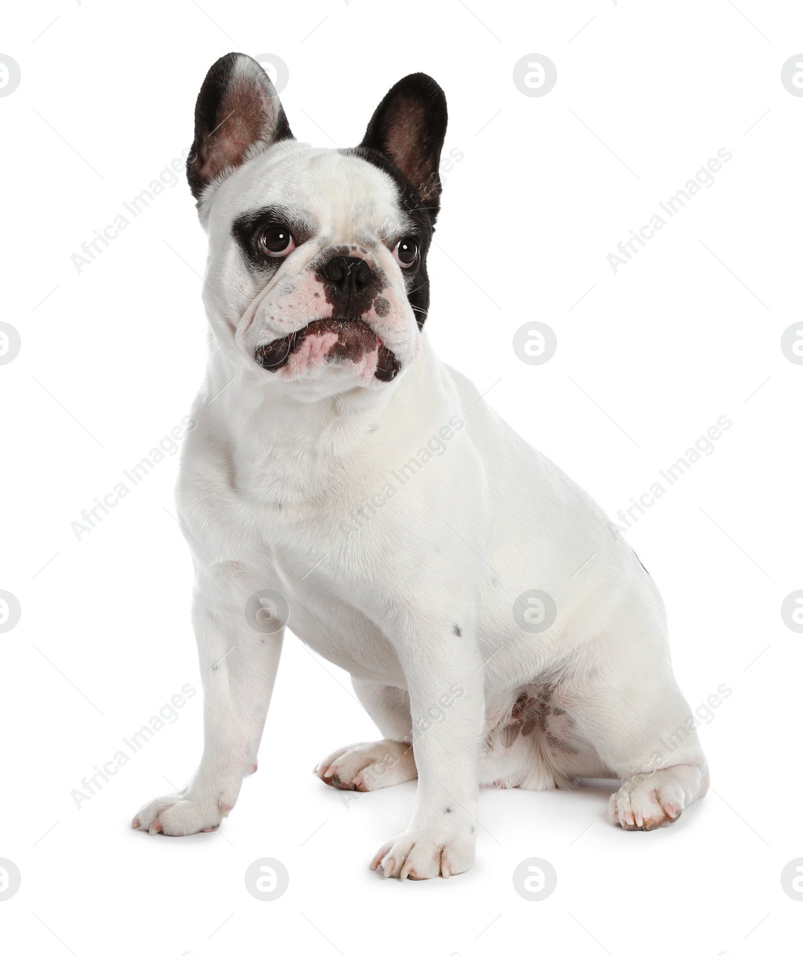 Photo of French bulldog on white background. Adorable pet