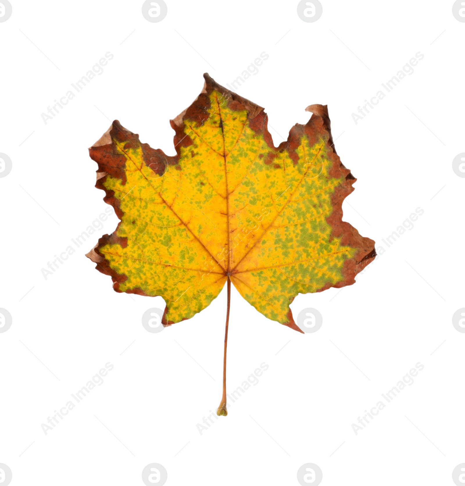 Photo of Dry leaf of maple tree isolated on white. Autumn season