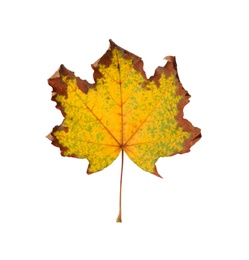 Dry leaf of maple tree isolated on white. Autumn season