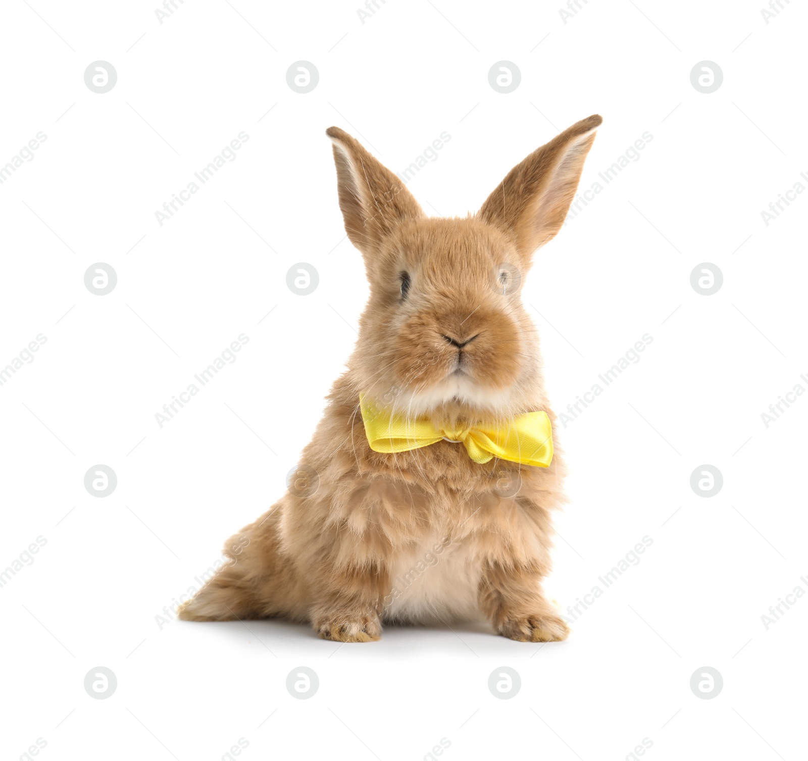 Photo of Adorable furry Easter bunny with cute bow tie on white background