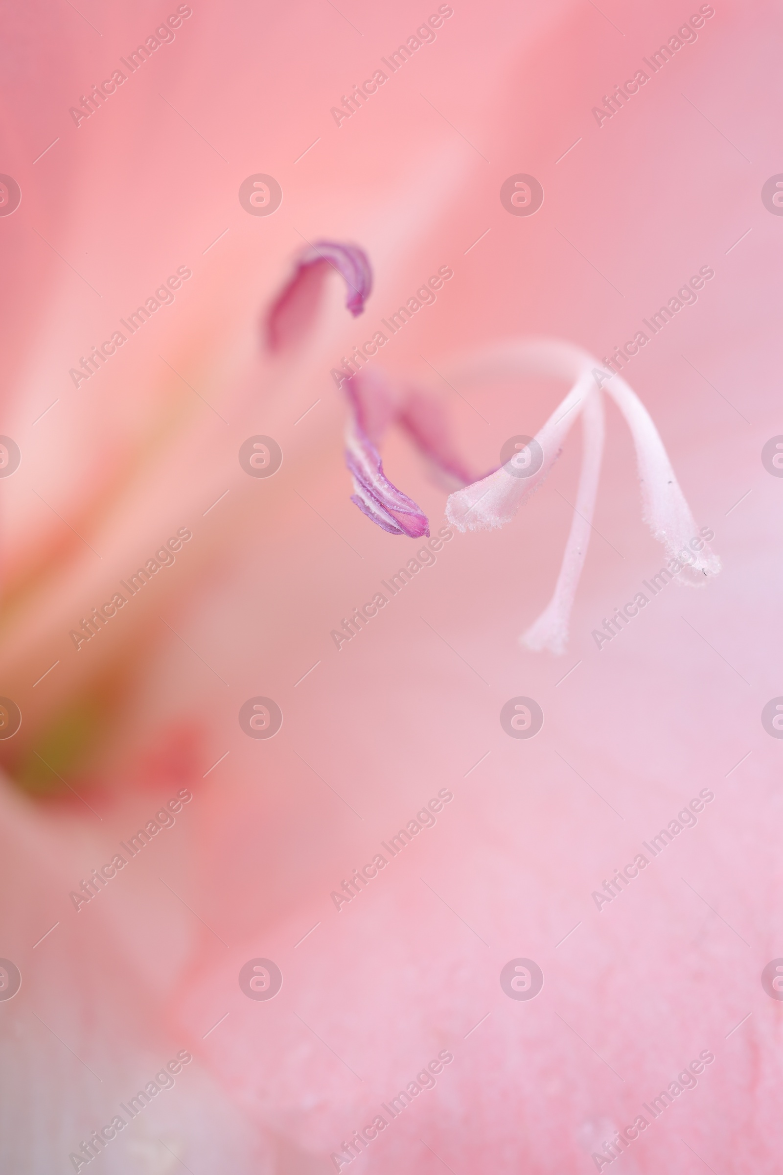 Photo of Beautiful pink gladiolus flower as background, macro view