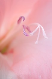 Photo of Beautiful pink gladiolus flower as background, macro view