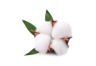 Photo of One fluffy cotton flower with leaves isolated on white