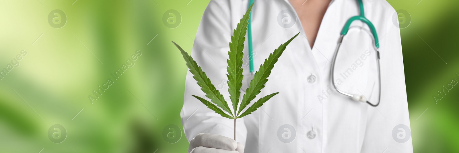 Image of Scientist with hemp leaf on green background, closeup. Banner design