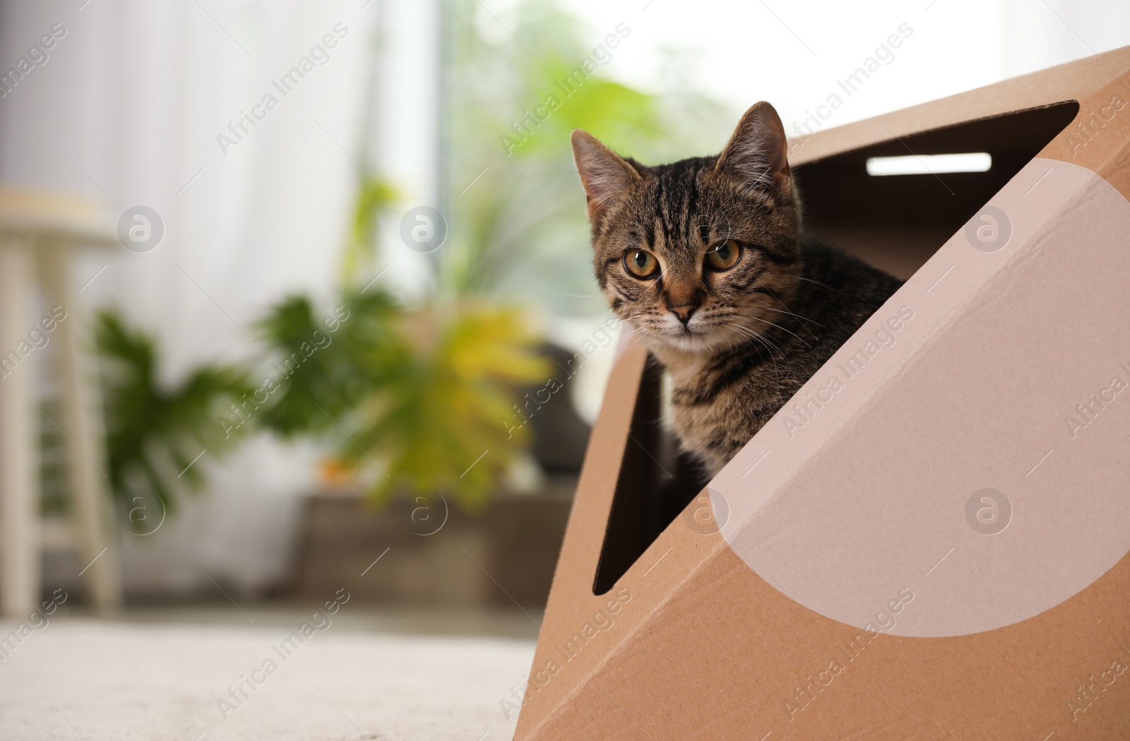 Photo of Cute tabby cat in cardboard house at home, space for text. Lovely pet