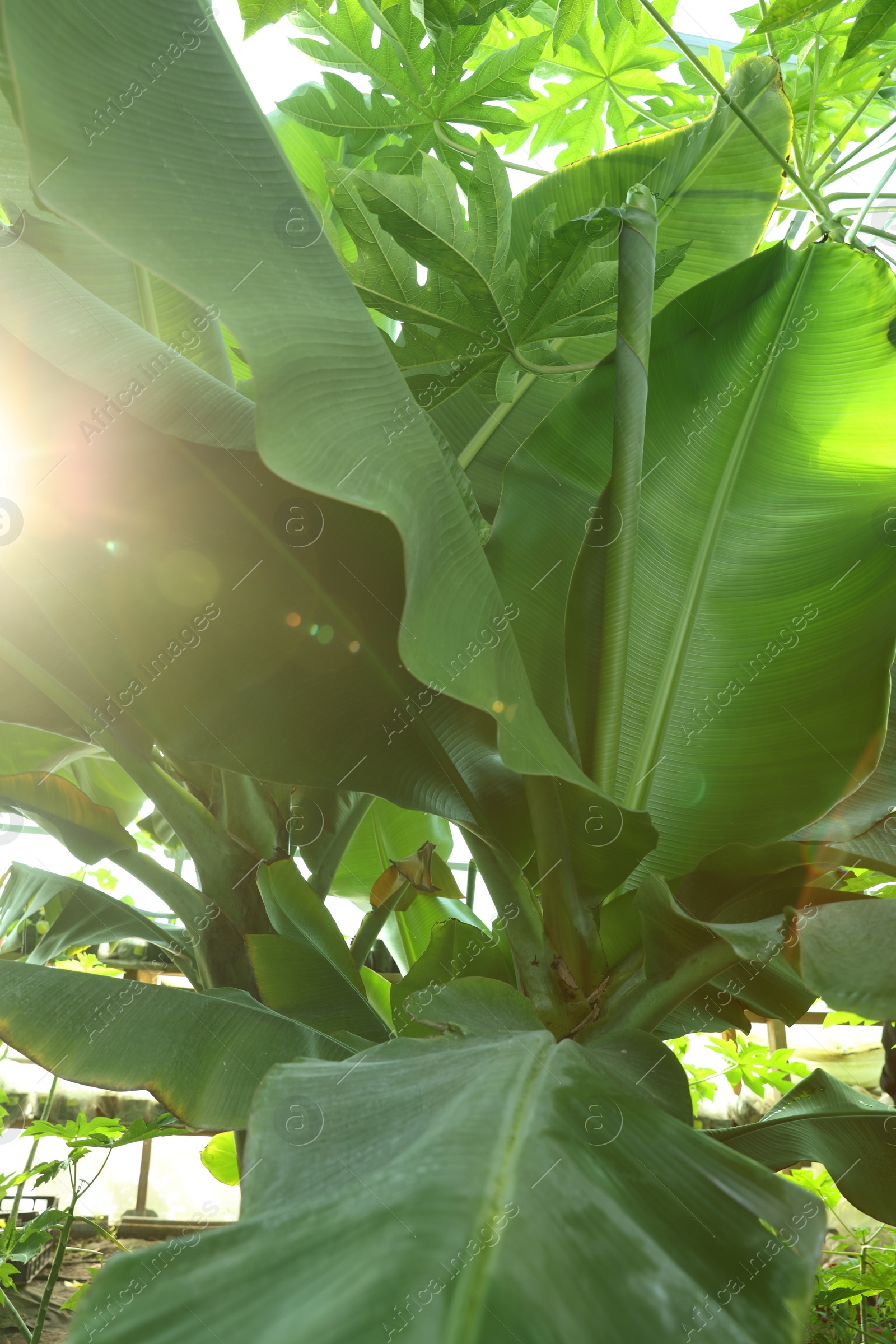 Photo of Banana tree with green leaves growing outdoors, closeup