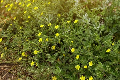 Photo of Beautiful blooming potentilla plants growing in field