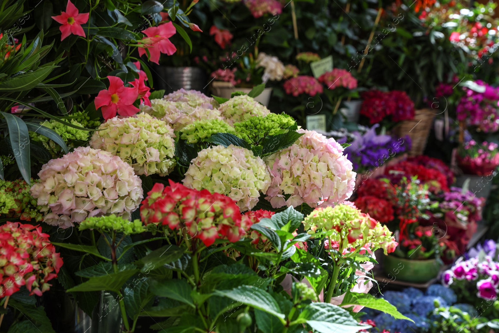 Photo of Assortment of beautiful flowers near store outdoors on sunny day