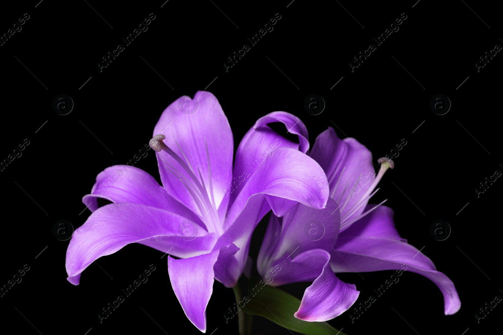 Image of Violet lily flowers on black background, closeup. Funeral attributes