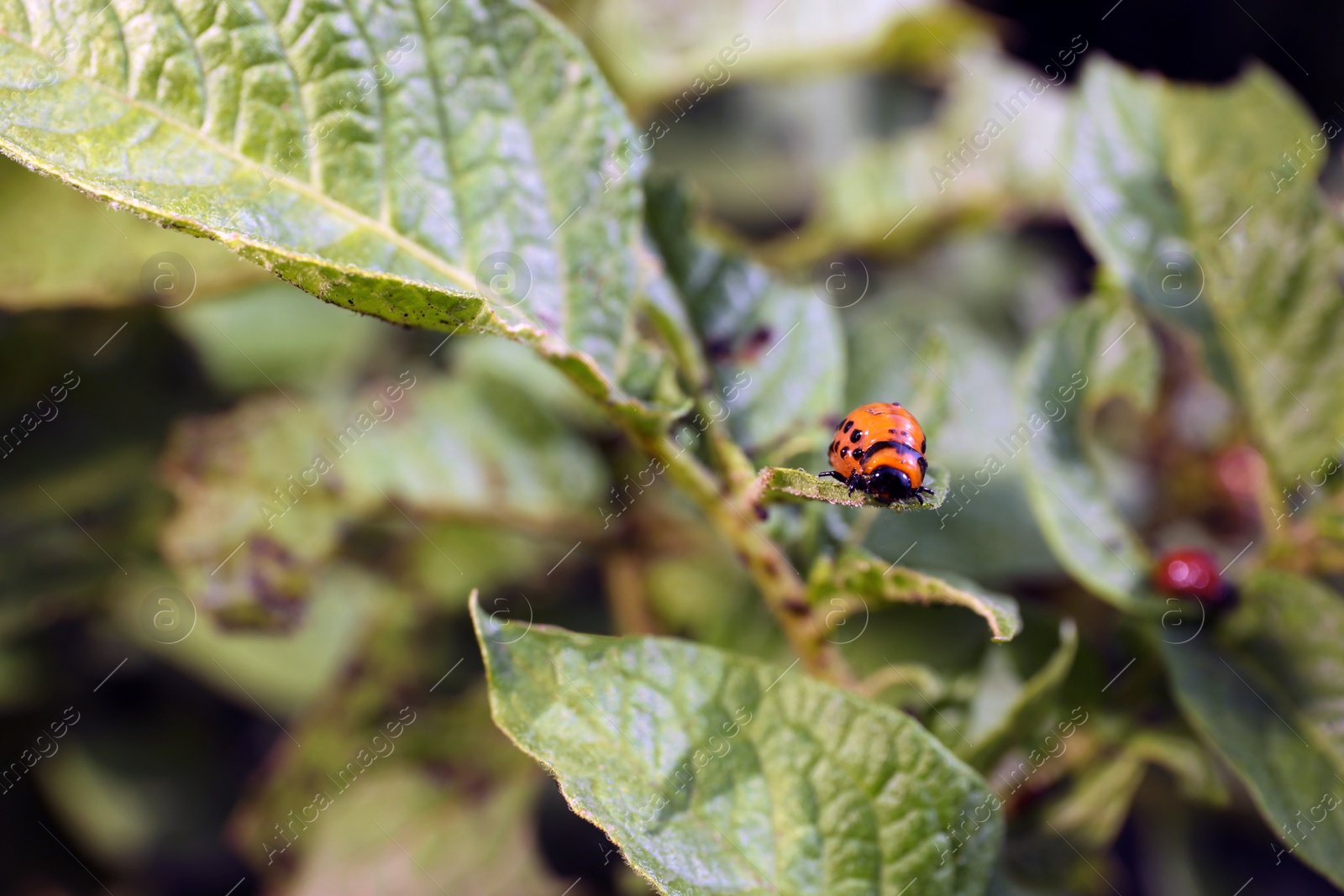 Photo of Colorado potato beetle larva on green plant outdoors, closeup