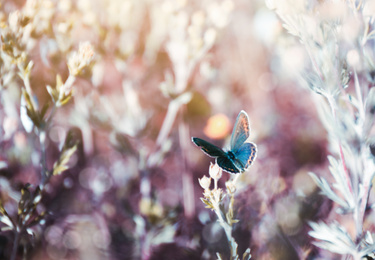 Photo of Beautiful Adonis blue butterfly on plant in field, closeup