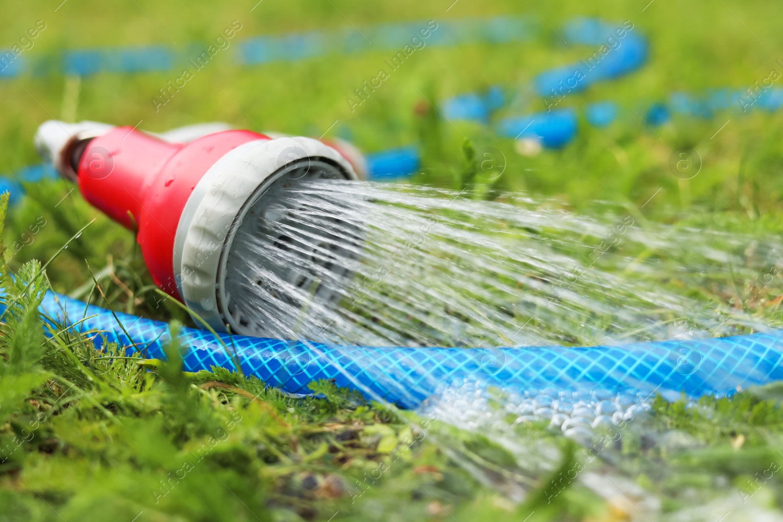 Photo of Water spraying from hose on green grass outdoors, closeup